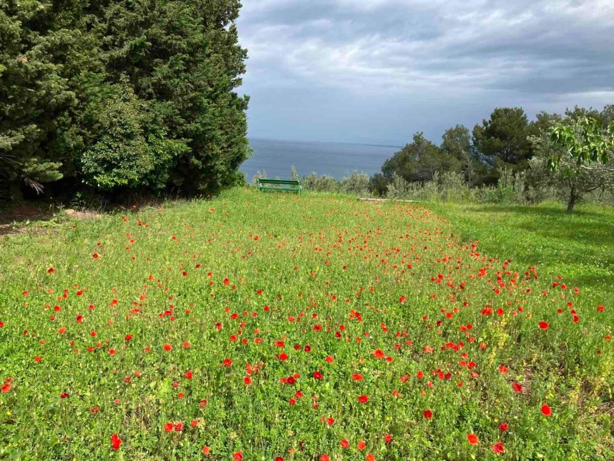 Istrian Green House Порторож Екстериор снимка